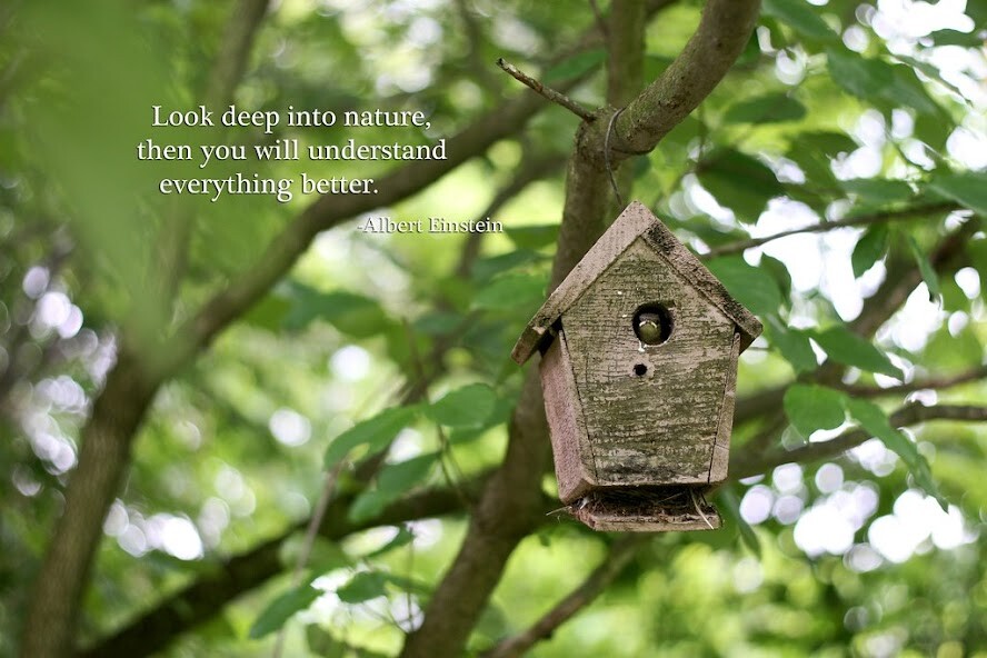 Emulate Android APK Nature Quotes Emulate Android APK Nature Quotes