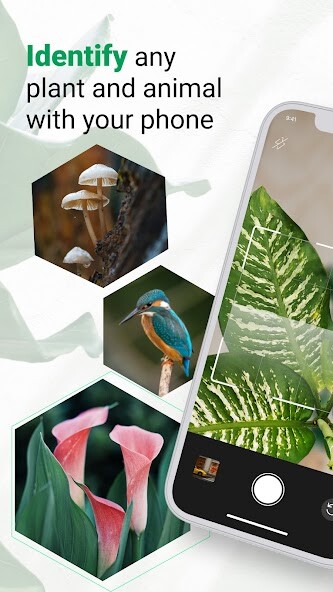 Run android online APK NatureSnap - Animals Plants ID from MyAndroid or emulate NatureSnap - Animals Plants ID using MyAndroid Run android online APK NatureSnap - Animals Plants ID from MyAndroid or emulate NatureSnap - Animals Plants ID using MyAndroid
