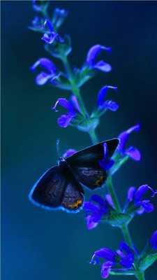 Emulate Android APK Neon Butterfly Lavender Theme Emulate Android APK Neon Butterfly Lavender Theme