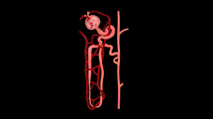 Emulate Android APK Nephron Blood Vessels 3D Emulate Android APK Nephron Blood Vessels 3D
