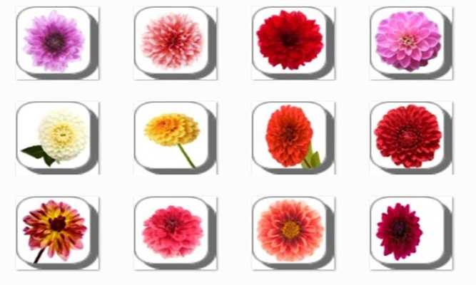 Emulate Android APK New Dahlia Flowers Onet Game Emulate Android APK New Dahlia Flowers Onet Game