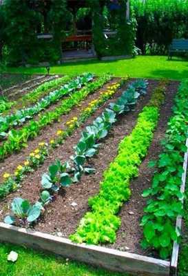 Emulate Android APK new gardening design Emulate Android APK new gardening design