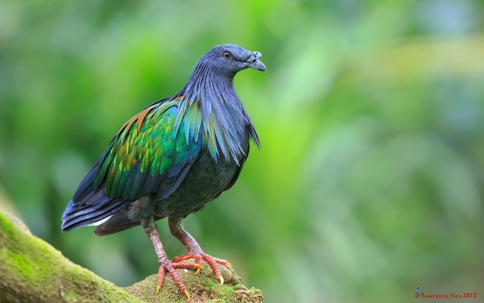 Run android online APK Nicobar Pigeon Wallpaper HD from MyAndroid or emulate Nicobar Pigeon Wallpaper HD using MyAndroid Run android online APK Nicobar Pigeon Wallpaper HD from MyAndroid or emulate Nicobar Pigeon Wallpaper HD using MyAndroid