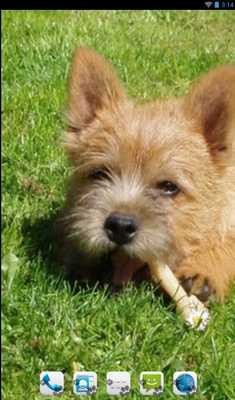 Emulate Android APK Norwich Terrier Theme- Nova Emulate Android APK Norwich Terrier Theme- Nova