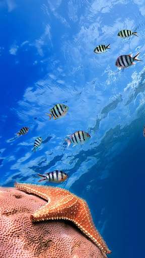 Run android online APK Ocean Fish Wallpaper New from MyAndroid or emulate Ocean Fish Wallpaper New using MyAndroid