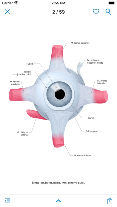 Emulate iPhone app Ocular Anatomy Atlas using MyAndroid