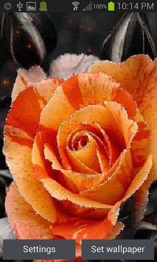 Run android online APK Orange Rose Shine LWP from MyAndroid or emulate Orange Rose Shine LWP using MyAndroid