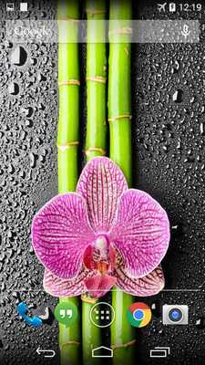 Emulate Android APK Orchid And Bamboo Wallpaper Emulate Android APK Orchid And Bamboo Wallpaper