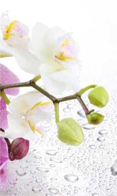 Emulate Android APK Orchid China HD LWP Emulate Android APK Orchid China HD LWP