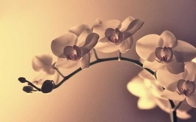 Emulate Android APK Orchid Pack 3 Live Wallpaper