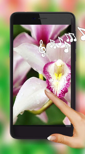 Emulate Android APK Orchids flowers Live Wallpaper Emulate Android APK Orchids flowers Live Wallpaper