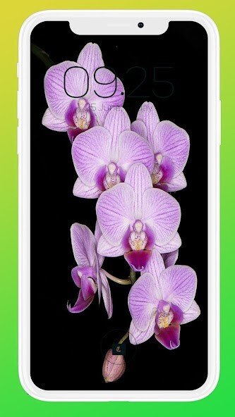 Run android online APK Orchids Wallpaper HD from MyAndroid or emulate Orchids Wallpaper HD using MyAndroid Run android online APK Orchids Wallpaper HD from MyAndroid or emulate Orchids Wallpaper HD using MyAndroid