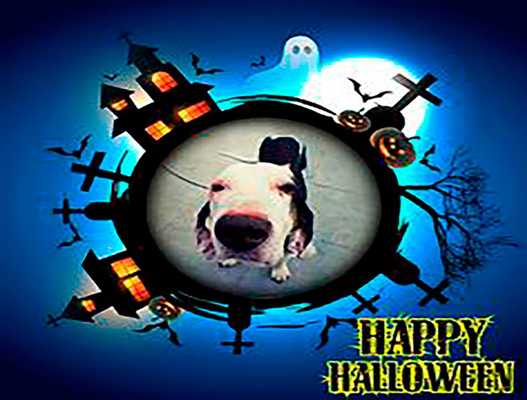 Emulate Android APK Original Halloween Frames Emulate Android APK Original Halloween Frames