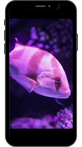 Run android online APK ornamental fish from MyAndroid or emulate ornamental fish using MyAndroid Run android online APK ornamental fish from MyAndroid or emulate ornamental fish using MyAndroid