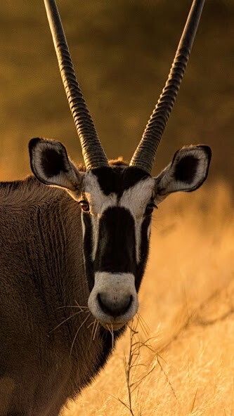 Run android online APK Oryx Wallpaper from MyAndroid or emulate Oryx Wallpaper using MyAndroid Run android online APK Oryx Wallpaper from MyAndroid or emulate Oryx Wallpaper using MyAndroid