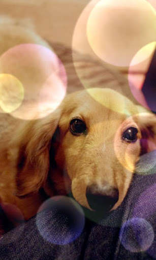 Emulate Android APK Otome Screen(Free)