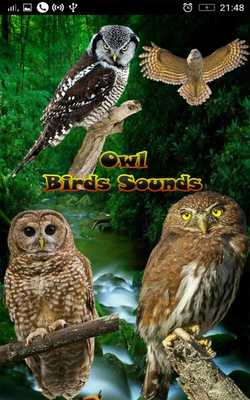 Emulate Android APK Owl Birds Sounds