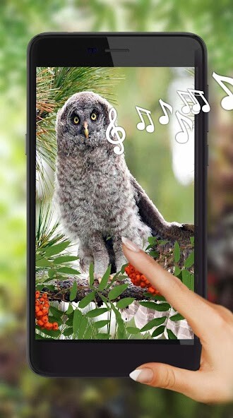 Run android online APK Owl Collection live wallpaper from MyAndroid or emulate Owl Collection live wallpaper using MyAndroid Run android online APK Owl Collection live wallpaper from MyAndroid or emulate Owl Collection live wallpaper using MyAndroid