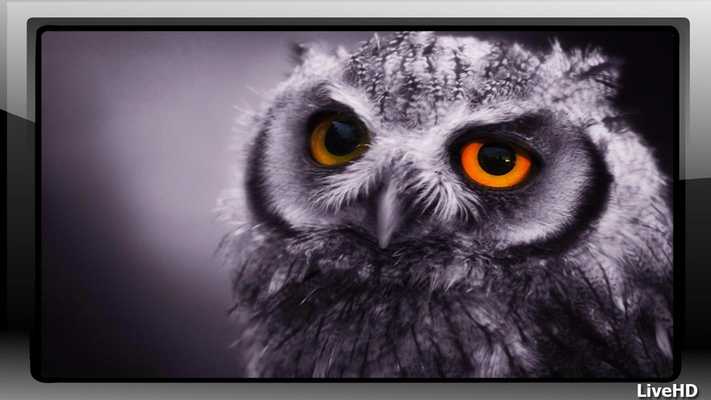 Emulate Android APK Owl Pack 2 Wallpaper Emulate Android APK Owl Pack 2 Wallpaper
