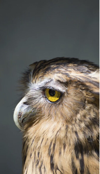 Run android online APK Owl Wallpaper OFFLINE from MyAndroid or emulate Owl Wallpaper OFFLINE using MyAndroid Run android online APK Owl Wallpaper OFFLINE from MyAndroid or emulate Owl Wallpaper OFFLINE using MyAndroid