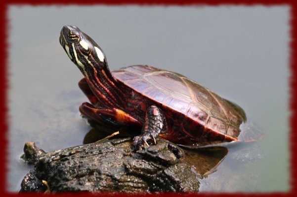 Emulate Android APK Painted Turtles wallpapers Emulate Android APK Painted Turtles wallpapers