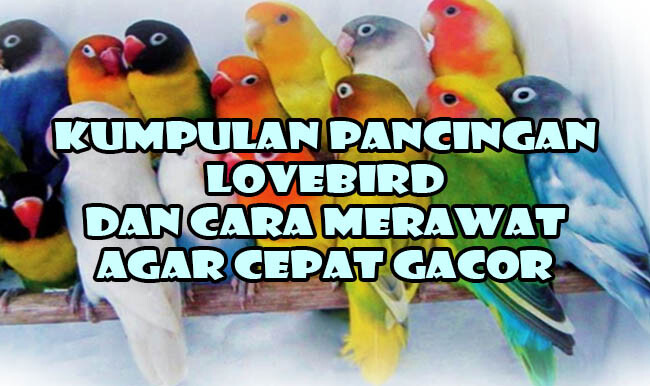 Run android online APK Pancingan Lovebird Lengkap from MyAndroid or emulate Pancingan Lovebird Lengkap using MyAndroid Run android online APK Pancingan Lovebird Lengkap from MyAndroid or emulate Pancingan Lovebird Lengkap using MyAndroid