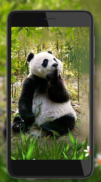 Run android online APK Panda Bear live wallpaper from MyAndroid or emulate Panda Bear live wallpaper using MyAndroid Run android online APK Panda Bear live wallpaper from MyAndroid or emulate Panda Bear live wallpaper using MyAndroid