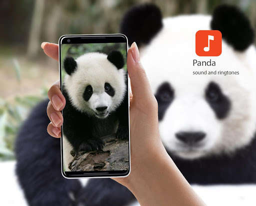 Run android online APK Panda Bear Sound Effects from MyAndroid or emulate Panda Bear Sound Effects using MyAndroid