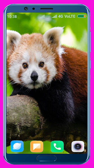 Run android online APK Panda HD Wallpaper from MyAndroid or emulate Panda HD Wallpaper using MyAndroid