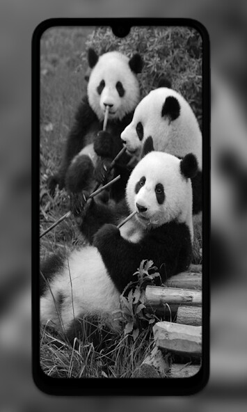 Emulate Android APK Panda Live Wallpapers