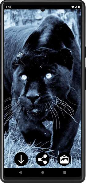 Run android online APK Panther Wallpapers from MyAndroid or emulate Panther Wallpapers using MyAndroid