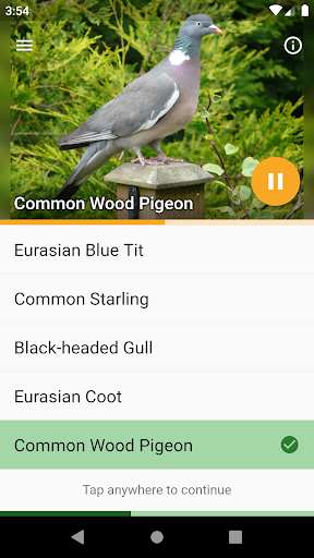 Run android online APK Papageno: Birdsong Tutor from MyAndroid or emulate Papageno: Birdsong Tutor using MyAndroid Run android online APK Papageno: Birdsong Tutor from MyAndroid or emulate Papageno: Birdsong Tutor using MyAndroid