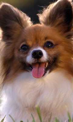 Emulate Android APK Papillons Dog Wallpapers