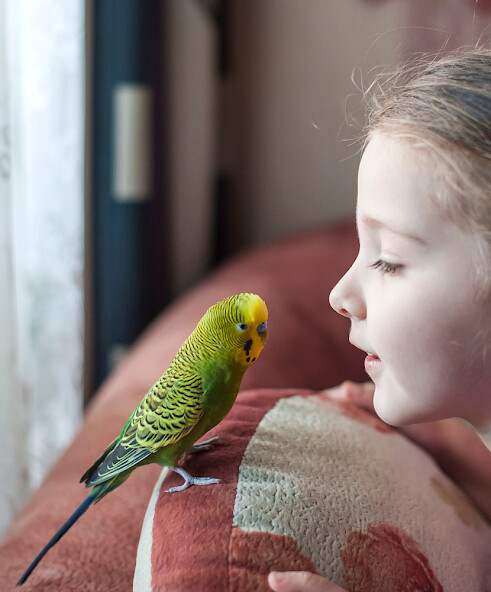 Run android online APK Parakeet Wallpapers from MyAndroid or emulate Parakeet Wallpapers using MyAndroid