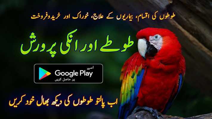 Emulate Android APK Parrot Care in Urdu Emulate Android APK Parrot Care in Urdu