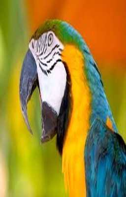 Emulate Android APK Parrot Scratch Card for Kids