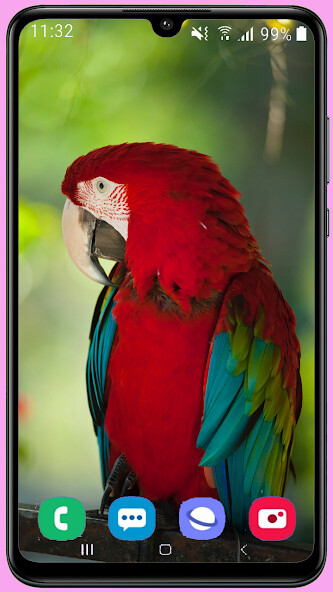 Run android online APK Parrots Wallpaper HD from MyAndroid or emulate Parrots Wallpaper HD using MyAndroid Run android online APK Parrots Wallpaper HD from MyAndroid or emulate Parrots Wallpaper HD using MyAndroid