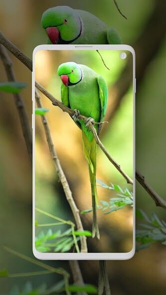 Run android online APK Parrot Wallpaper HD from MyAndroid or emulate Parrot Wallpaper HD using MyAndroid Run android online APK Parrot Wallpaper HD from MyAndroid or emulate Parrot Wallpaper HD using MyAndroid