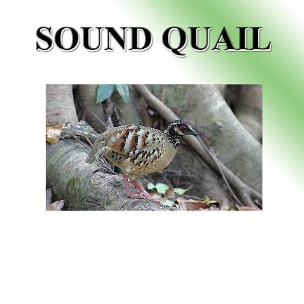 Emulate Android APK Partridge sound to birds. Emulate Android APK Partridge sound to birds.