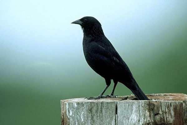 Emulate Android APK Passaro Preto Pele de Canto