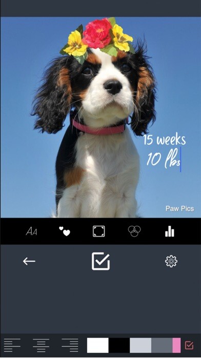 Emulate iPhone app Paw Pics using MyAndroid