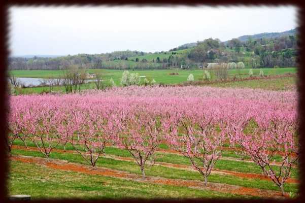 Emulate Android APK Peach Orchards Wallpapers Emulate Android APK Peach Orchards Wallpapers
