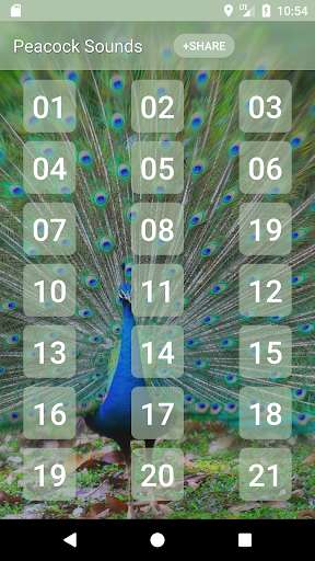 Run android online APK Peacock (Animal) Sounds from MyAndroid or emulate Peacock (Animal) Sounds using MyAndroid