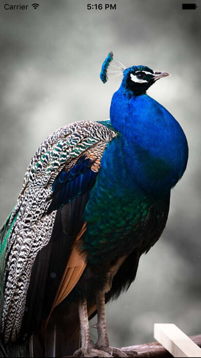 Emulate iPhone app Peacock - Chirping Sounds using MyAndroid Emulate iPhone app Peacock - Chirping Sounds using MyAndroid