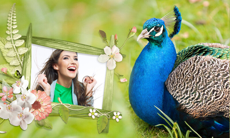 Run android online APK Peacock  Nature Photo Frames from MyAndroid or emulate Peacock  Nature Photo Frames using MyAndroid