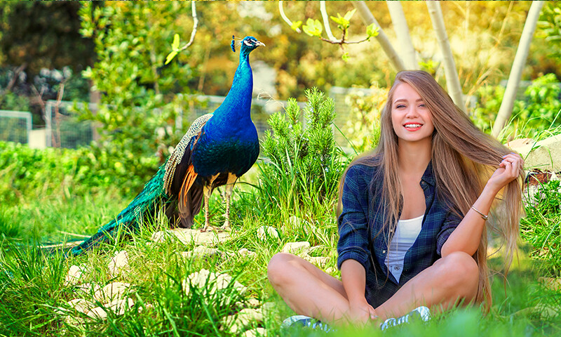 Run android online APK Peacock Photo Frames from MyAndroid or emulate Peacock Photo Frames using MyAndroid Run android online APK Peacock Photo Frames from MyAndroid or emulate Peacock Photo Frames using MyAndroid