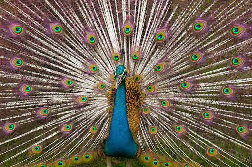 Run android online APK Peacock Wallpaper HD - group 1 from MyAndroid or emulate Peacock Wallpaper HD - group 1 using MyAndroid Run android online APK Peacock Wallpaper HD - group 1 from MyAndroid or emulate Peacock Wallpaper HD - group 1 using MyAndroid