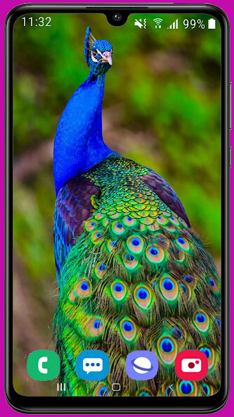 Run android online APK Peacock Wallpaper HD from MyAndroid or emulate Peacock Wallpaper HD using MyAndroid