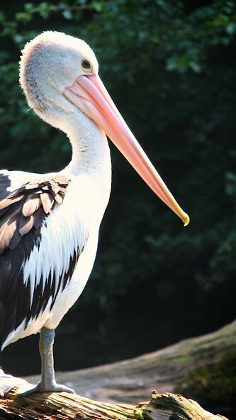 Run android online APK Pelican Wallpaper from MyAndroid or emulate Pelican Wallpaper using MyAndroid Run android online APK Pelican Wallpaper from MyAndroid or emulate Pelican Wallpaper using MyAndroid