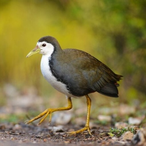 Run android online APK Pemikat Burung Ruak Ruak Ampuh from MyAndroid or emulate Pemikat Burung Ruak Ruak Ampuh using MyAndroid Run android online APK Pemikat Burung Ruak Ruak Ampuh from MyAndroid or emulate Pemikat Burung Ruak Ruak Ampuh using MyAndroid